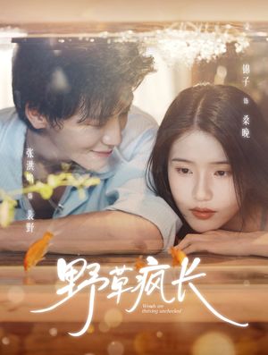 野草疯长（71集）逆袭短剧